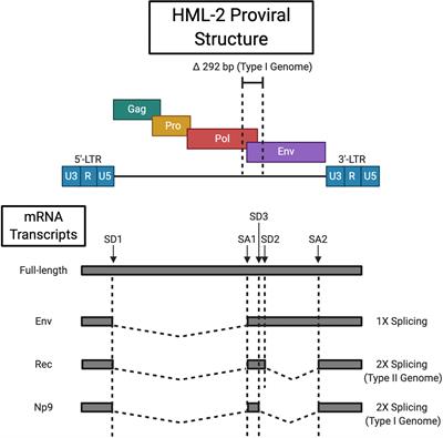 Ancient Adversary – HERV-K (HML-2) in Cancer